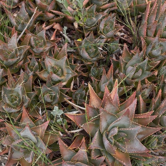 Meet Aloe Perfoliata: The Spiky, Spiraling Wonder